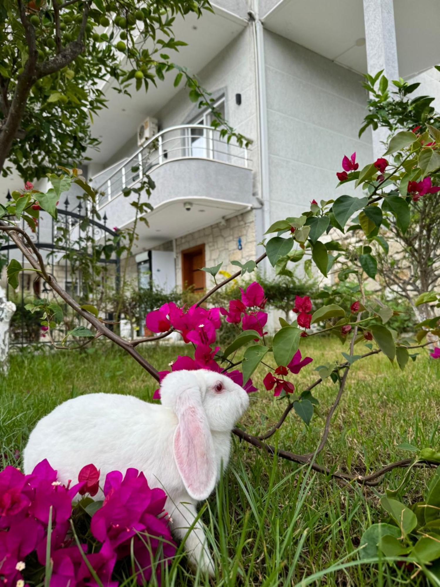Villa Bodini Himare Exterior photo